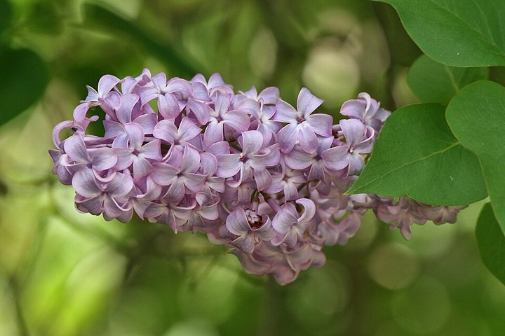 Сирень