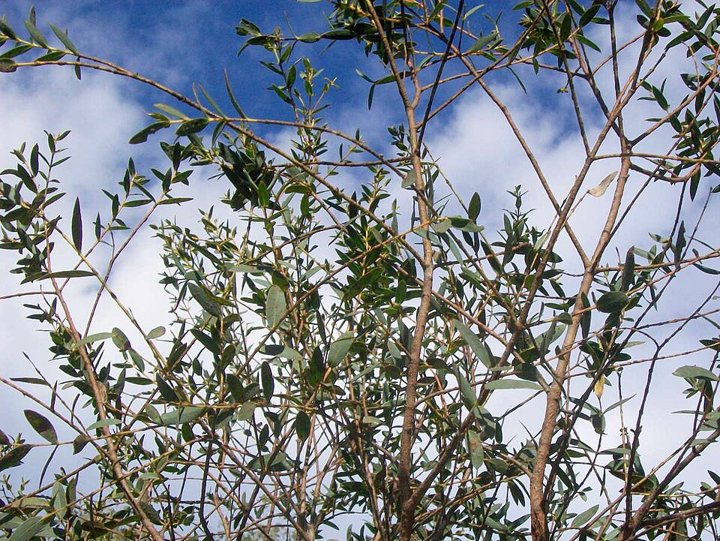 Эвкалипт Parvifolia Выбор оттенка